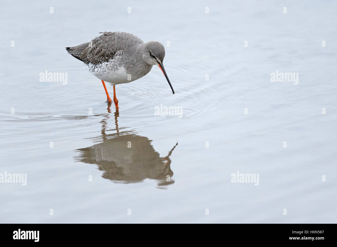 Spotted redshank (Tringa erythropus) adult in winter plumage. Norfolk. February. Stock Photo