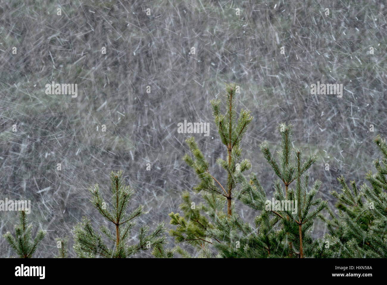 Scots pine (Pinus sylvestris) trees in flurry of snow. Cairngorms National Park, Scotland. February. Stock Photo