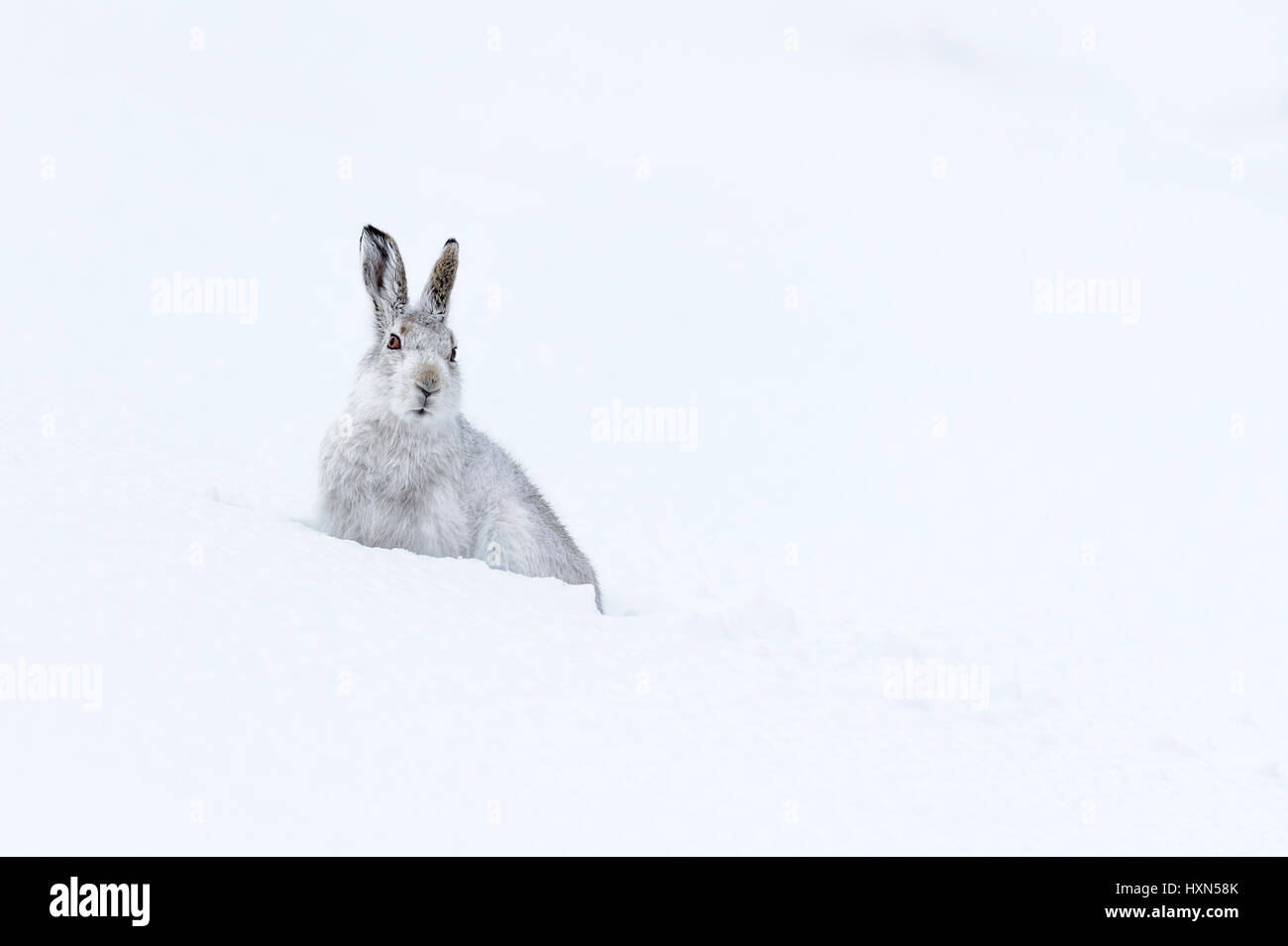 Mountain hare (Lepus timidus) in winter coat, in snow field. Cairngorms National Park, Scotland. February. Stock Photo