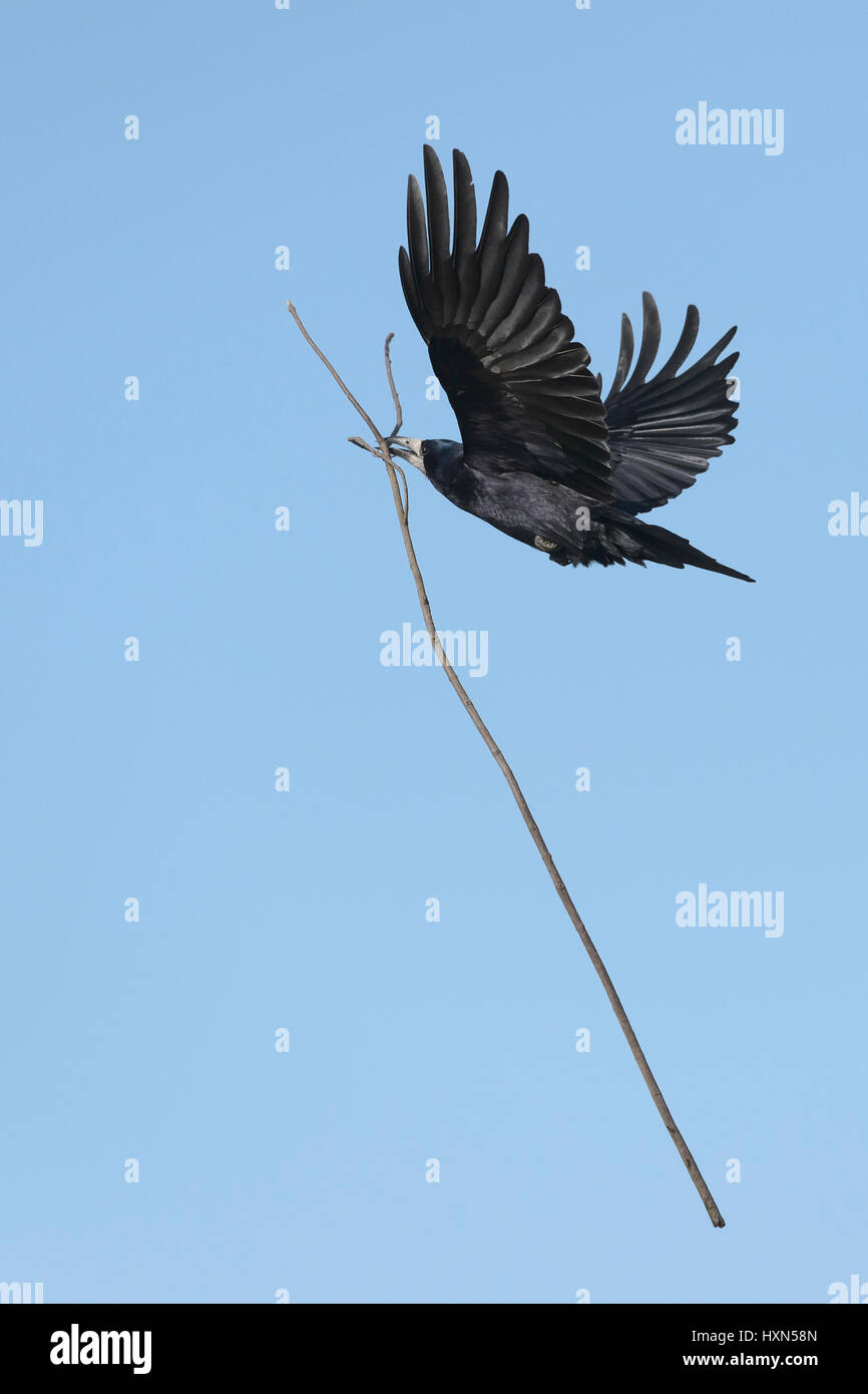 Rook (Corvus frugilegus) adult in flight carrying nest material. Gloucestershire. March. Stock Photo