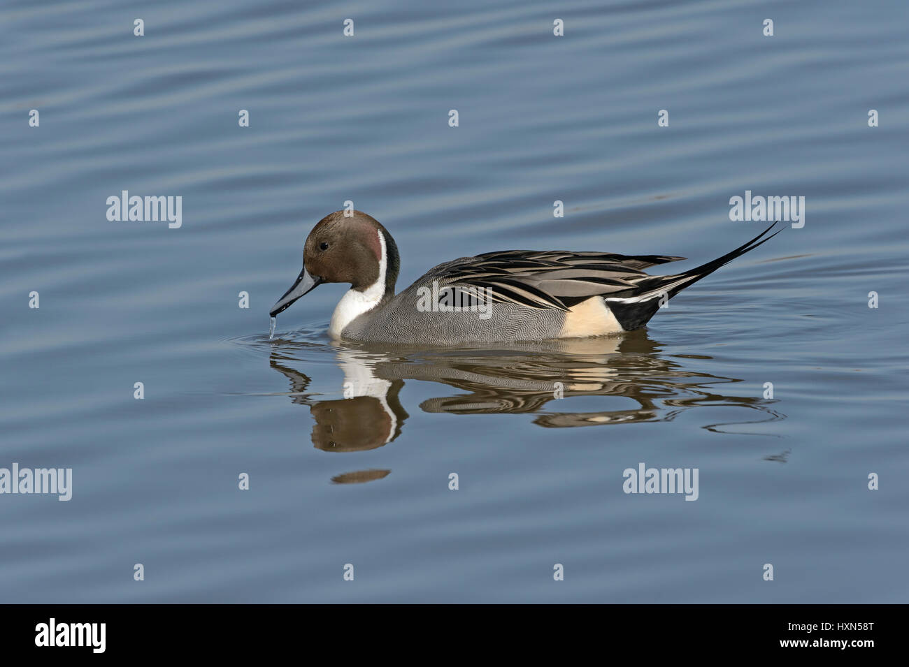 Pintail (Anas acuta) drake in spring plumage. Gloucestershire, England. March. Stock Photo
