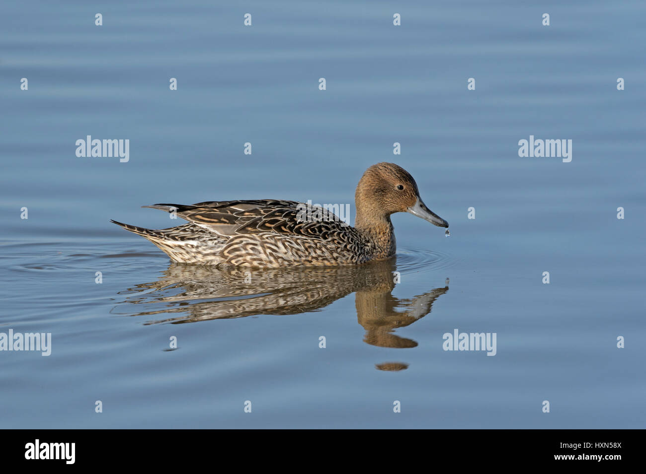 Pintail (Anas acuta) duck. Gloucestershire, England. March. Stock Photo