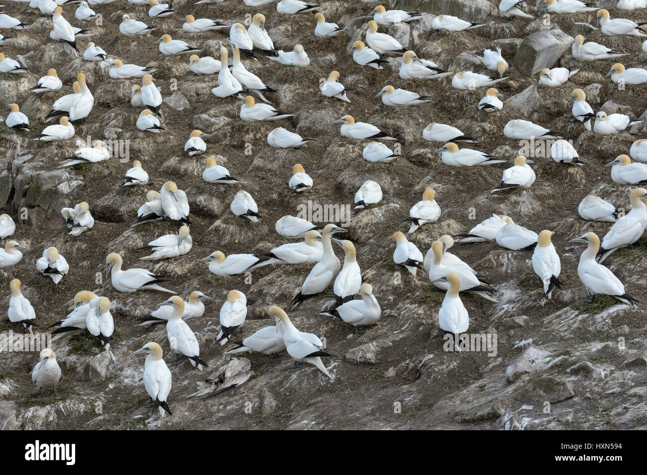 Nesting colony of northern gannets (Morus bassanus). Great Saltee island, co Wexford, Ireland. April. Stock Photo