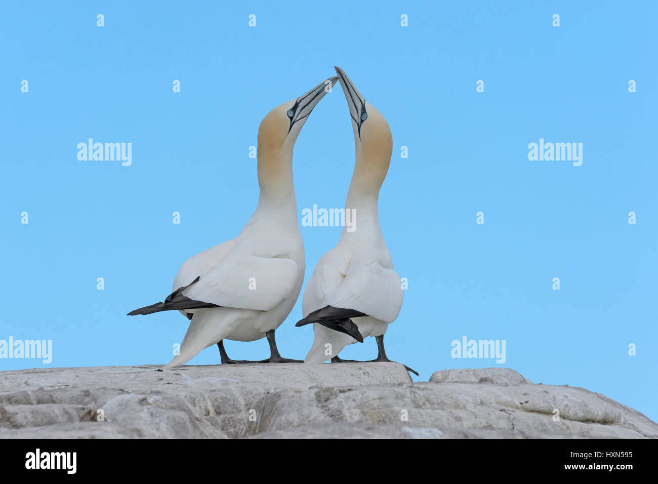 Pair of northern gannets (Morus bassanus) in “bill fencing” greeting display. Great Saltee island, co Wexford, Ireland. April. Stock Photo