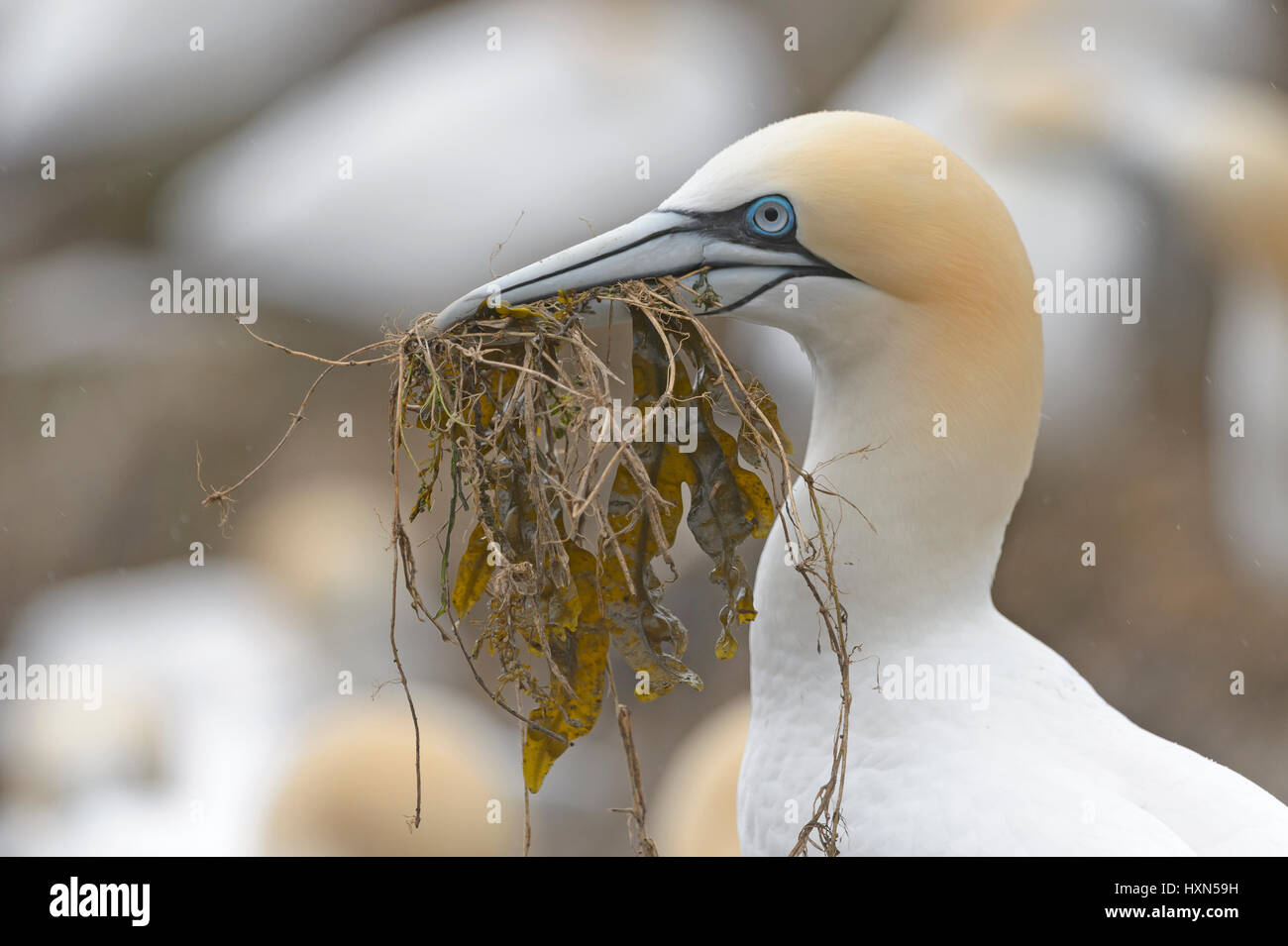 Northern gannet (Morus bassanus) adult with nest material at breeding colony. Great Saltee island, co Wexford, Ireland. April. Stock Photo