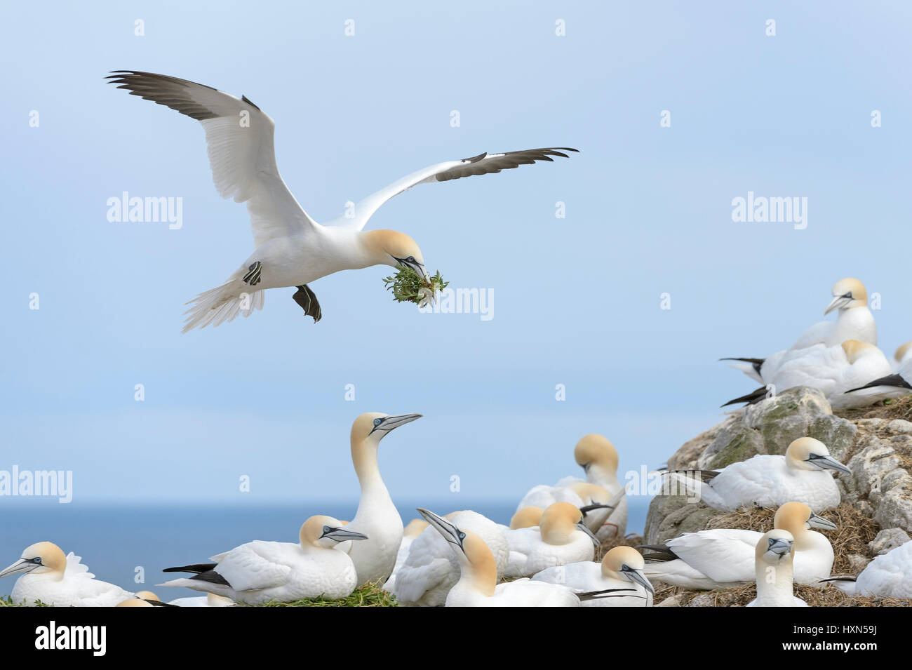 Northern gannet (Morus bassanus) adult in flight with nest material at breeding colony. Great Saltee island, co Wexford, Ireland. April. Stock Photo