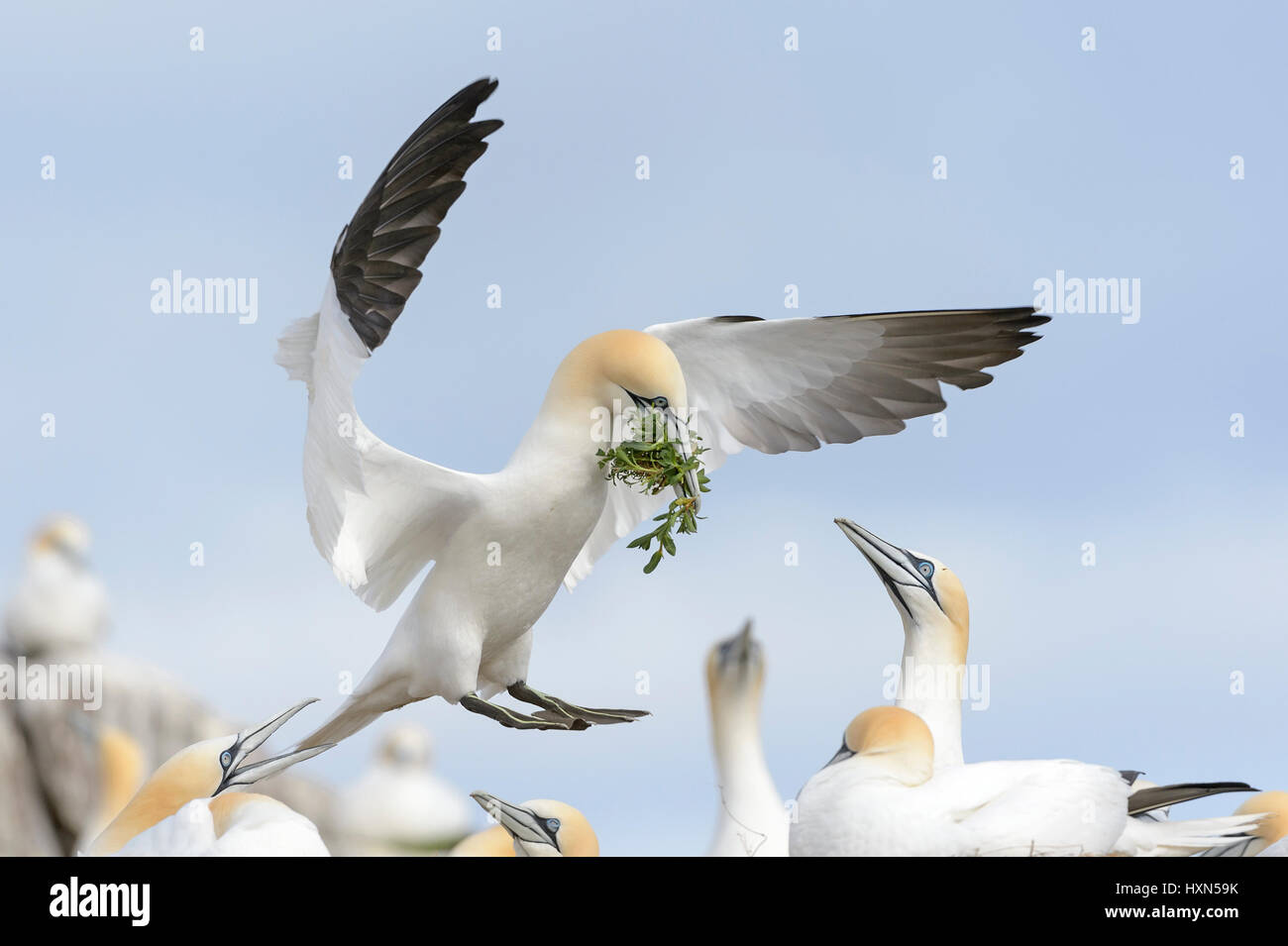 Northern gannet (Morus bassanus) adult in flight with nest material at breeding colony. Great Saltee island, co Wexford, Ireland. April. Stock Photo