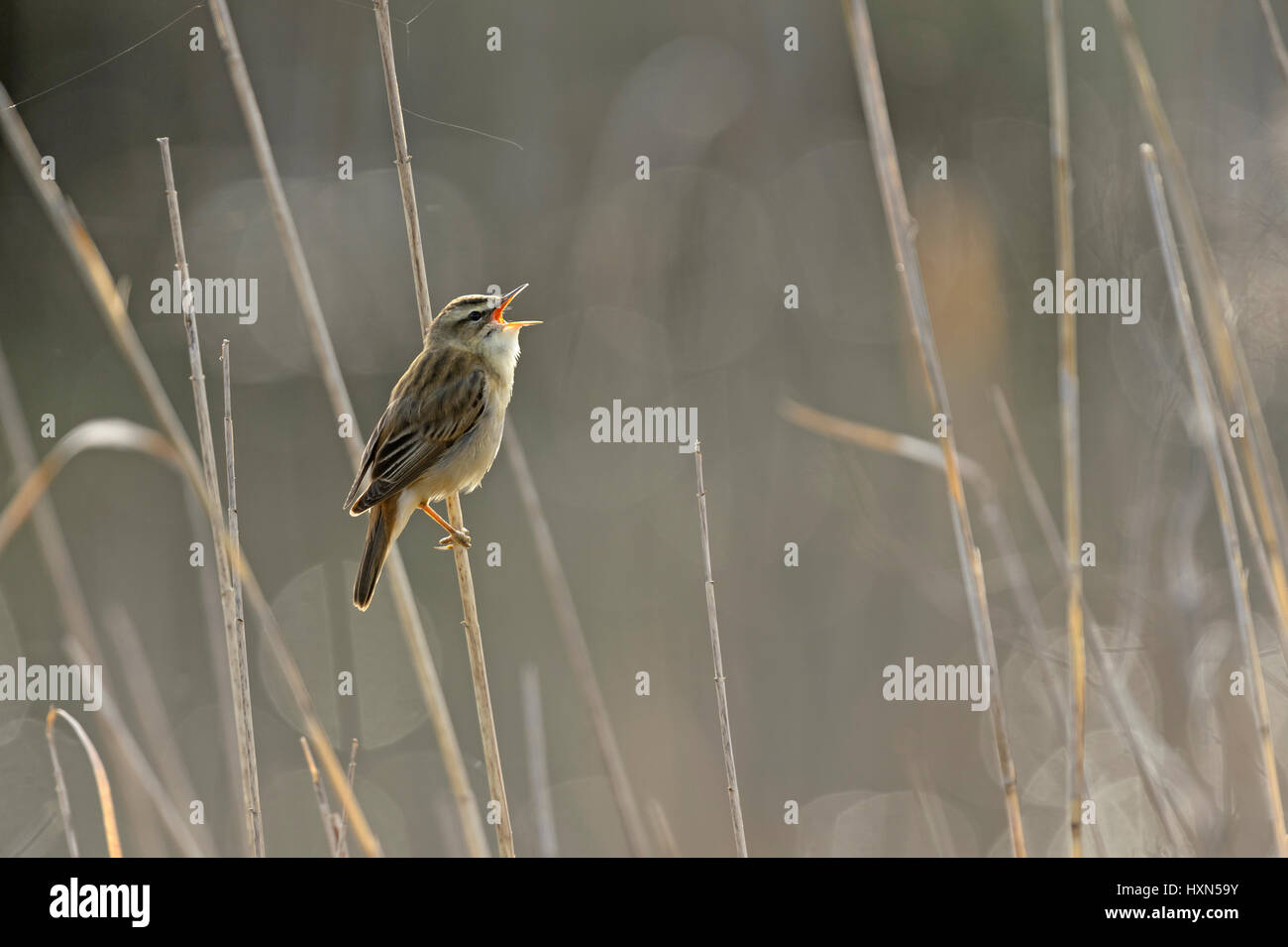 Sedge warbler (Acrocephalus schoenobaenus) singing in reedbed. Norfolk, England. May. Stock Photo