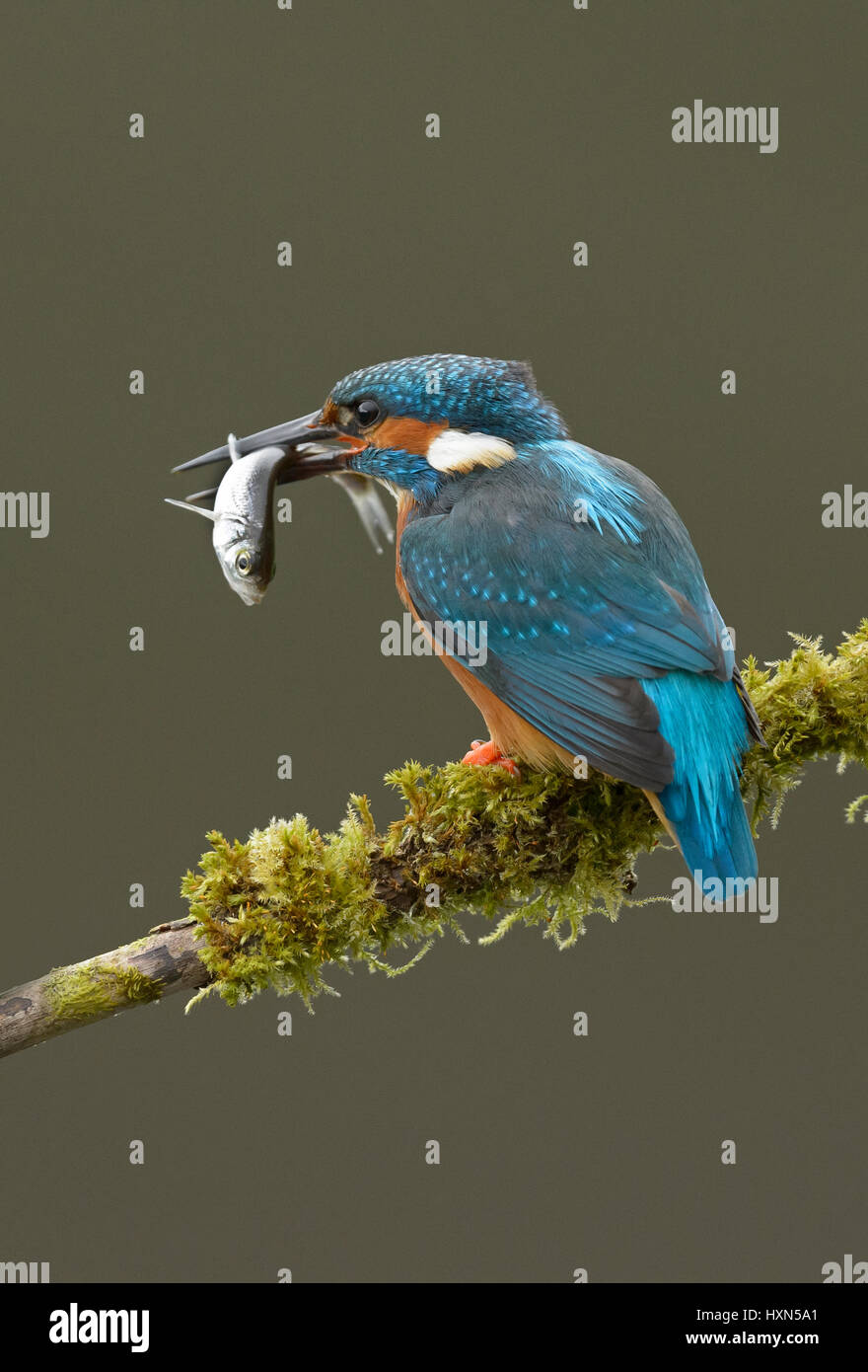 Common kingfisher (Alcedo atthis) adult male with fish prey. Worcestershire, England. May. Stock Photo