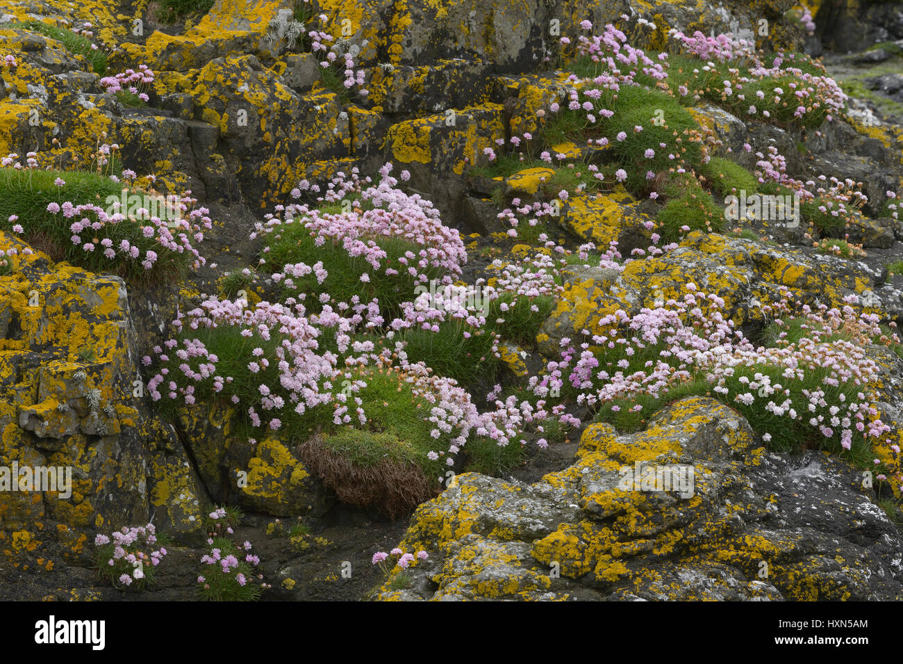 Thrift or sea pink (Armeria maritima) in flower among yellow lichens on seashore, on the isle of Lunga, Treshnish Isles, Scotland. June. Stock Photo