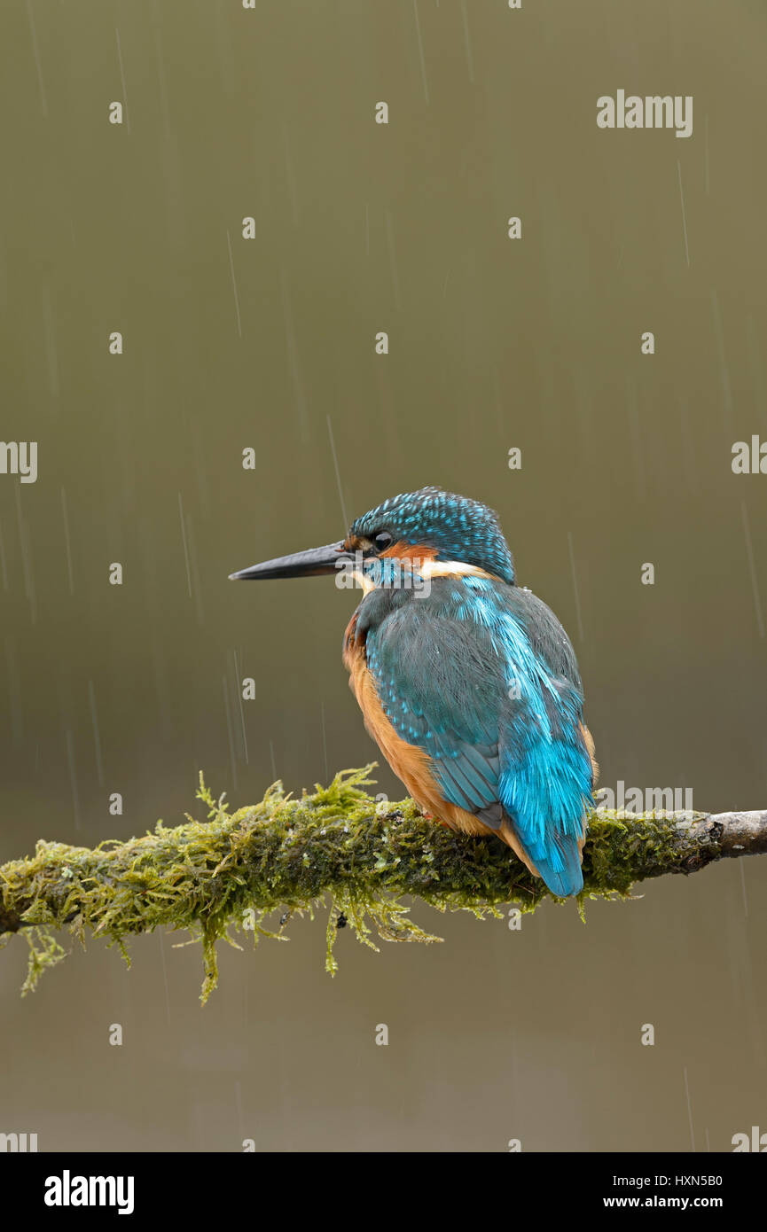 Common kingfisher (Alcedo atthis) adult female in rain shower. Worcestershire, England. September. Stock Photo