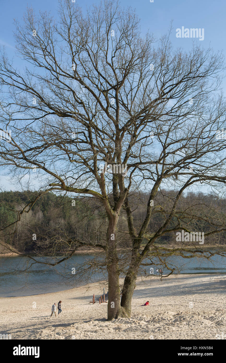 Baum am Twistesee in Bad Arolsen | Tree at Twistesee in Bad Arolsen Stock Photo