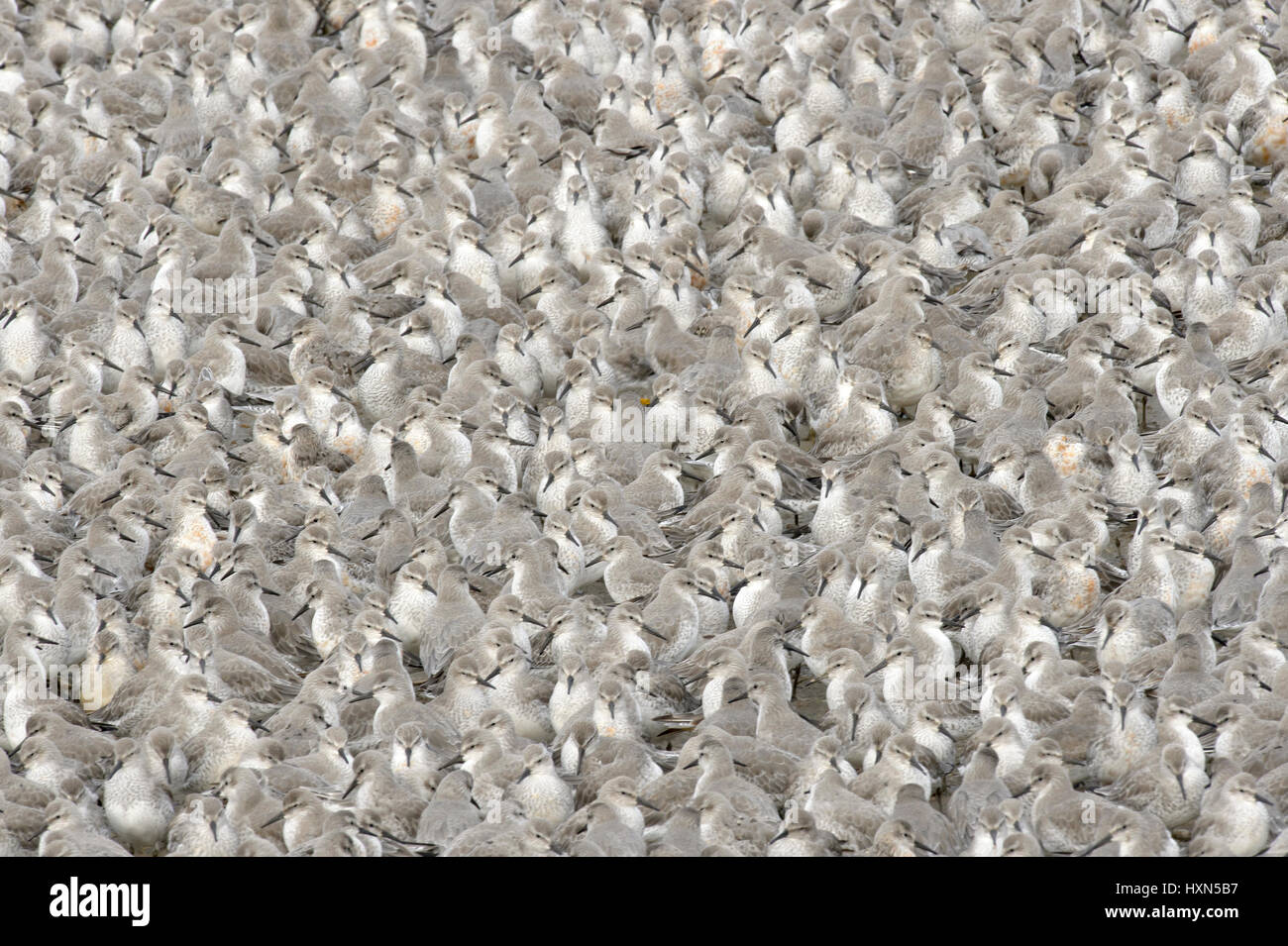 Flock of red knot (Calidris canutus) at high tide roost. Snettisham RSPB reserve, Norfolk, England. October. Stock Photo