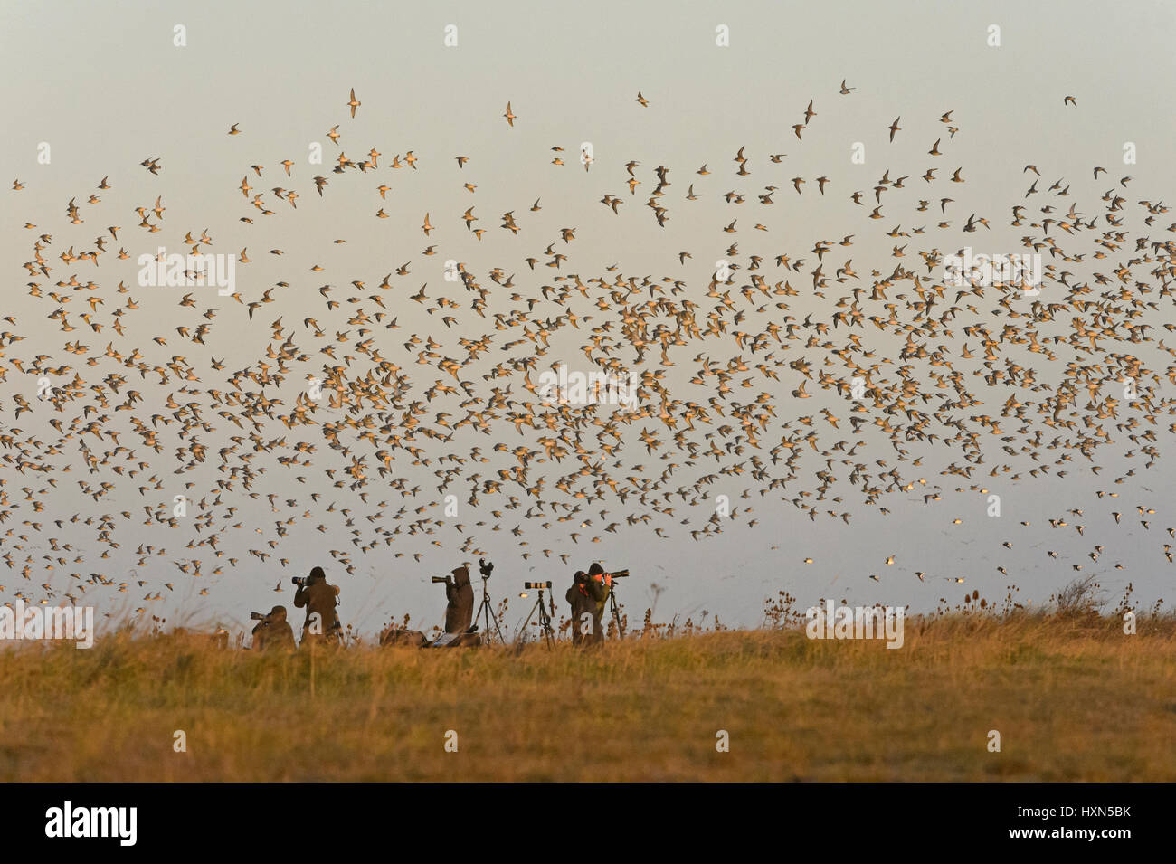 Birdwatchers watching a flock of red knot (Calidris canutus) leaving high tide roost at Snettisham RSPB reserve, Norfolk, England. November. Stock Photo