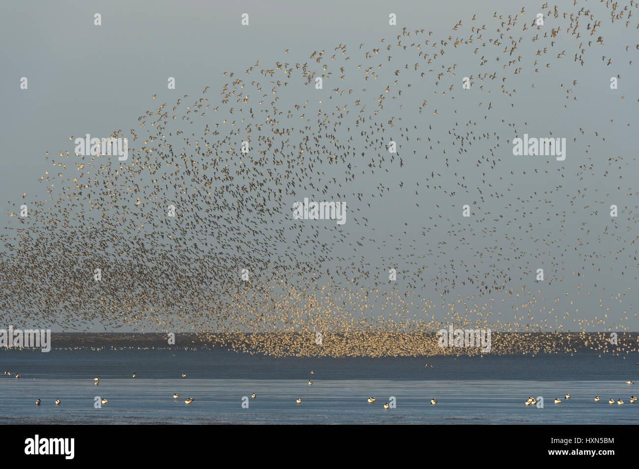 Pre-roost gathering of red knot (Calidris canutus) on foreshore at Snettisham RSPB reserve, Norfolk, England. November. Stock Photo
