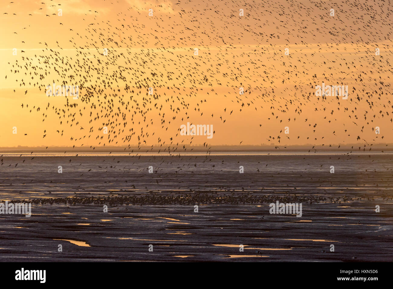 Flock of red knot (Calidris canutus) landing on foreshore in pre-roost gathering, at Snetttisham RSPB reserve, Norfolk, England. November. Stock Photo