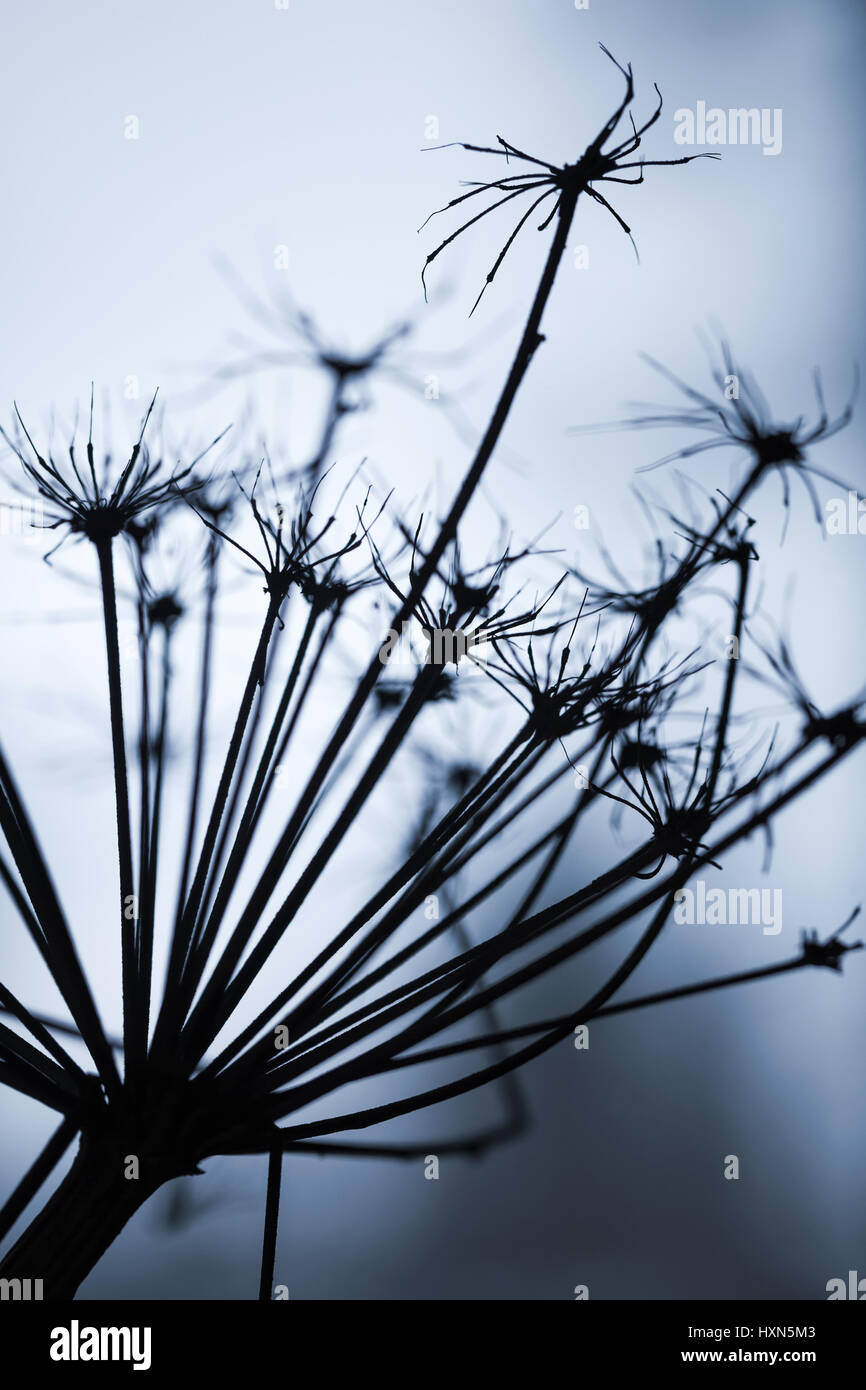 Dark dry Heracleum sosnowskyi flower, silhouette macro photo with selective focus and blue tonal correction filter effect Stock Photo
