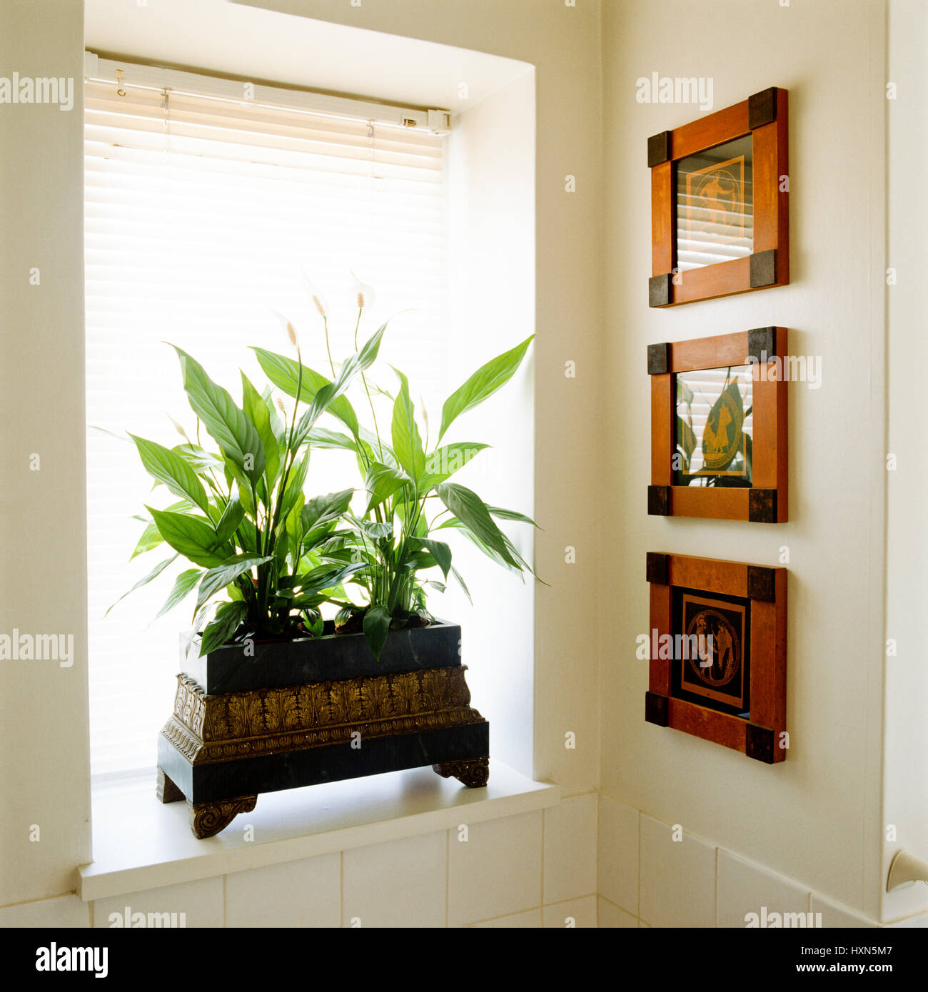 Pot plant on windowsill Stock Photo Alamy