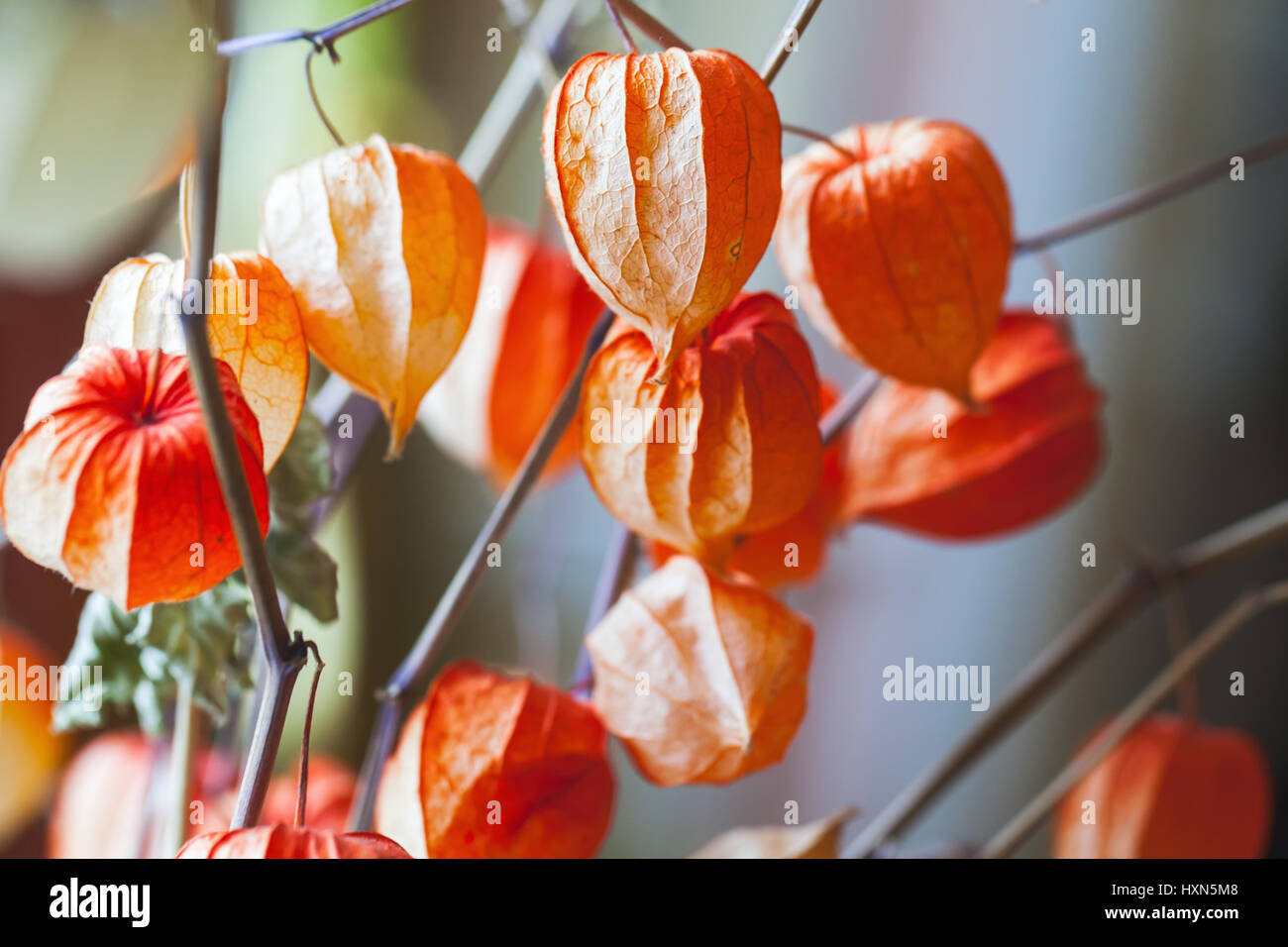 Bouquet of bright red dry physalis husk, close up photo with selective focus Stock Photo
