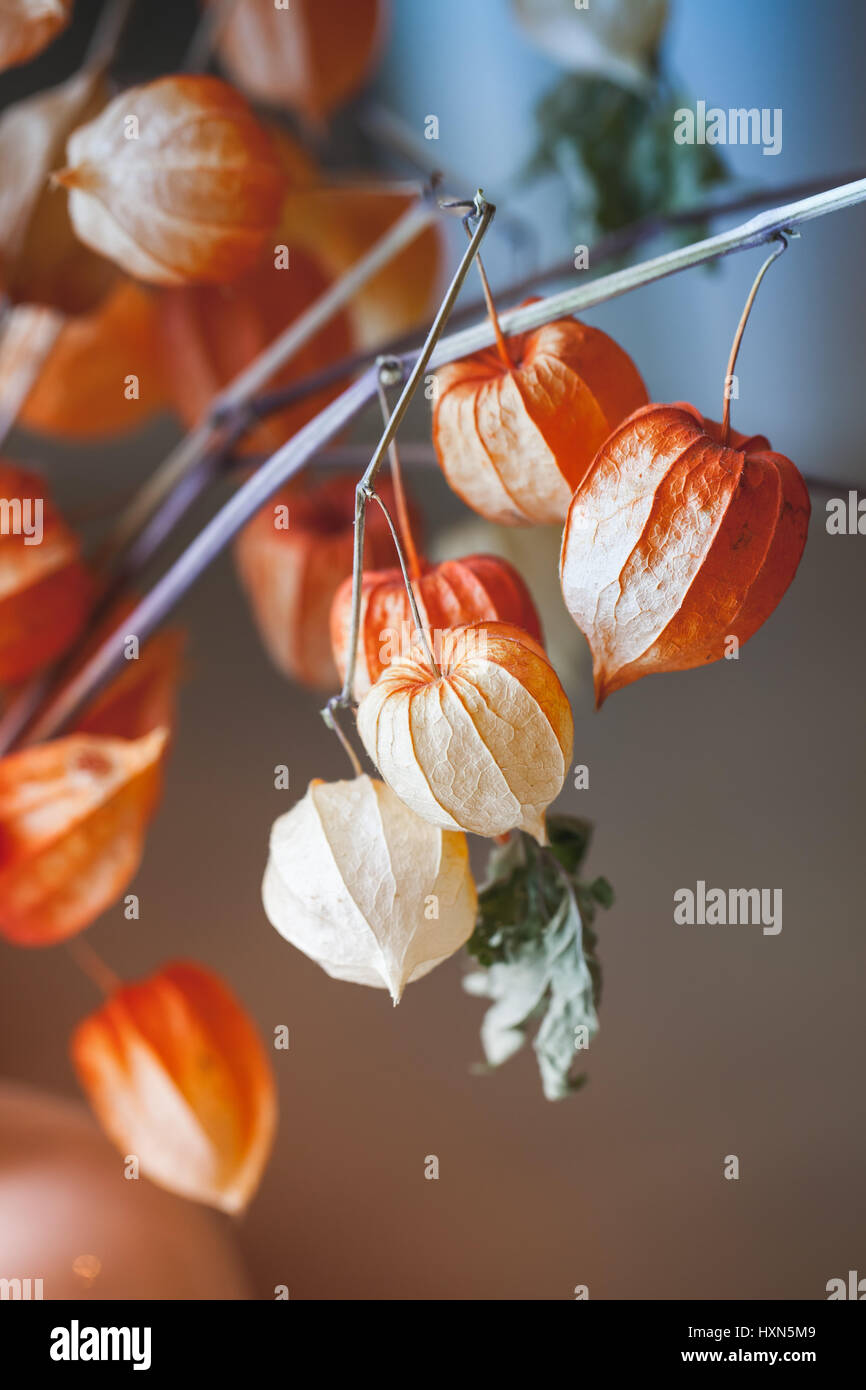 Bouquet of bright red dry physalis husk, closeup vertical photo with selective focus Stock Photo
