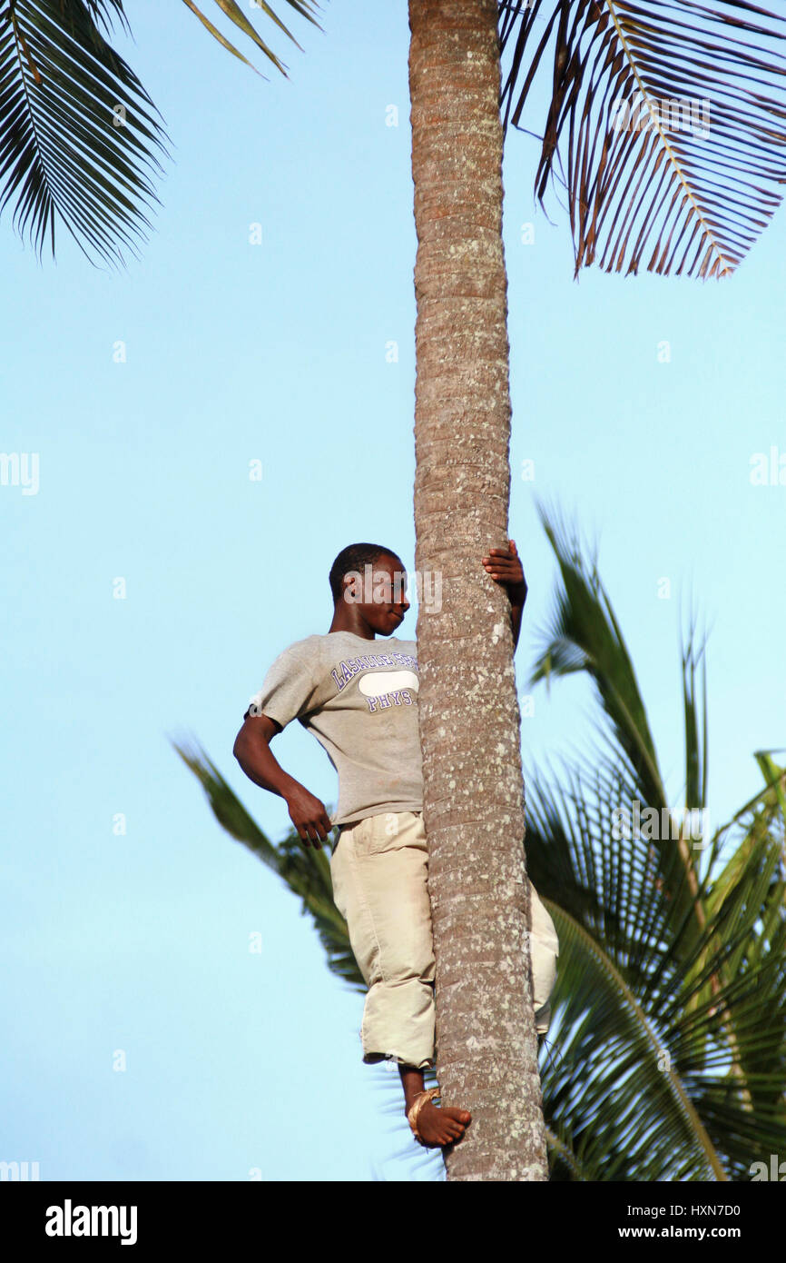 Zanzibar, Tanzania - February 18, 2008: One unknown young African man, approximate age 25-30 years climbed a palm tree. Stock Photo