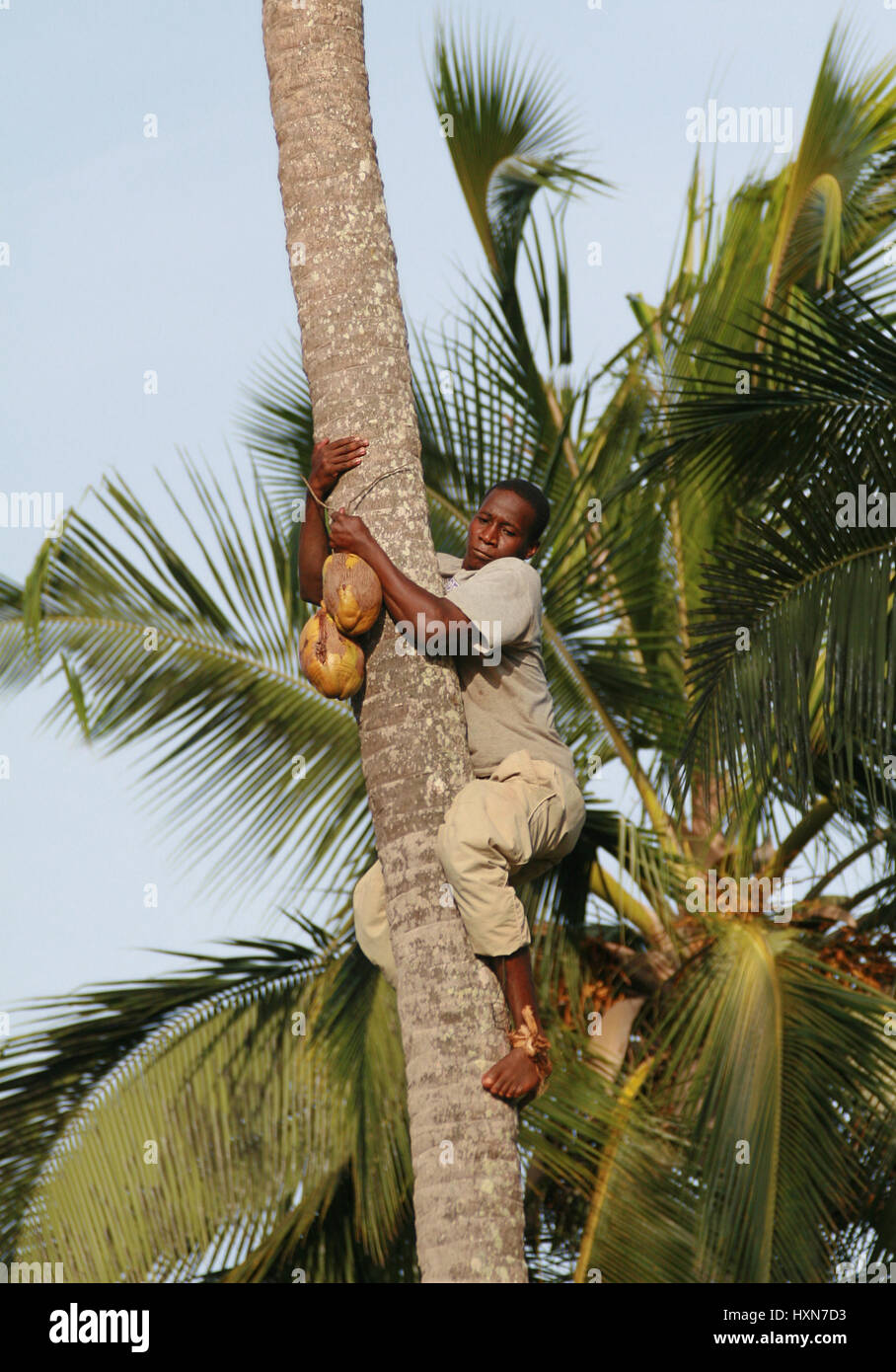 Zanzibar, Tanzania - February 18, 2008: One unknown young African man, approximate age 25-30 years down from palm trees with coconut in hands. Stock Photo