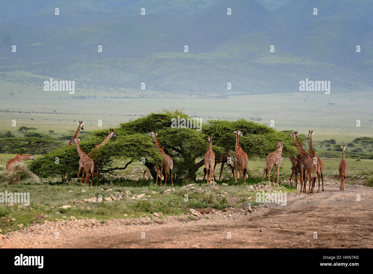Herd wild herbivorous cloven-hoofed animals, giraffes African savannah, Serengeti, Tanzania. Stock Photo