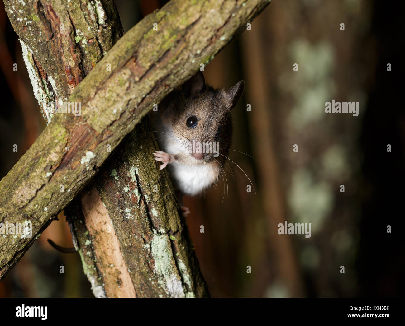 Wood Mouse Climbing Stock Photo Alamy