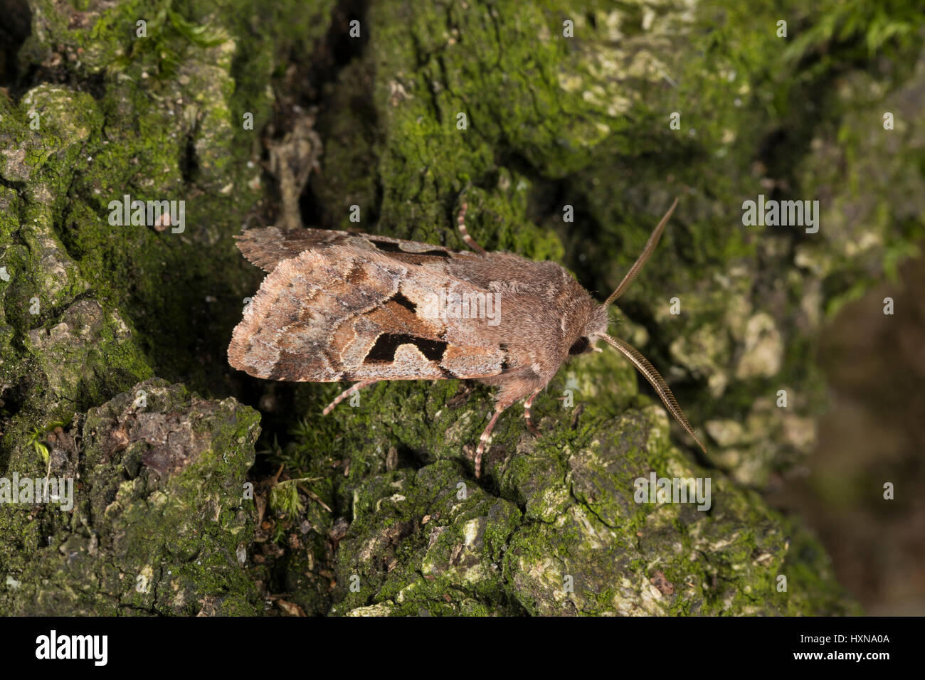 Gothica-Kätzcheneule, Graue Frühlingseule, Bräunlichgraue Frühlingseule, Gotische Eule, Orthosia gothica, Hebrew Character, la Gothique, Eulenfalter,  Stock Photo