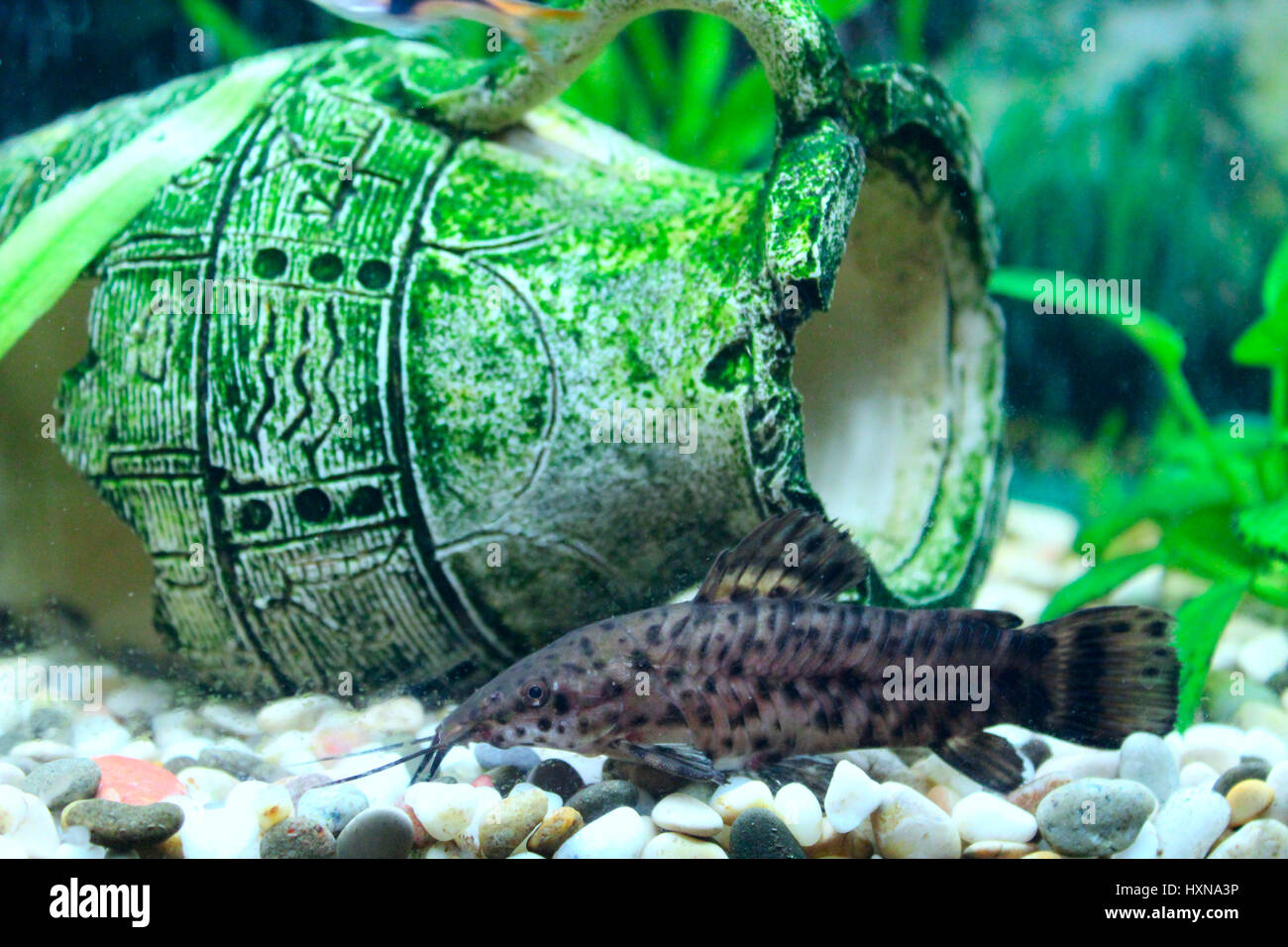 Hoplosternum thoracatum in beautiful aquarium decorated with broken amphora Stock Photo