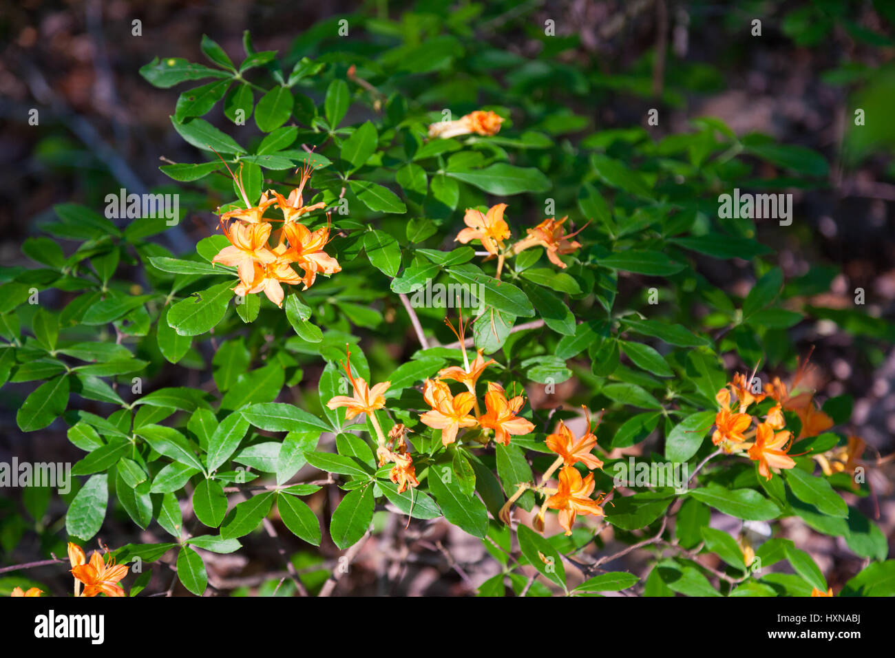 Wild Flame Azaleas (Rhododendron calendulaceum) blooming in the woods of Tennessee Stock Photo