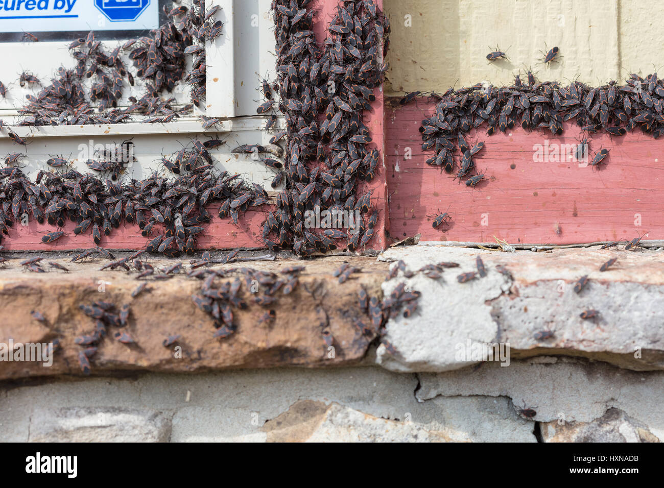 A large group of Box Elder (Boisea trivittata) bugs emerging from a house after hibernating during winter Stock Photo