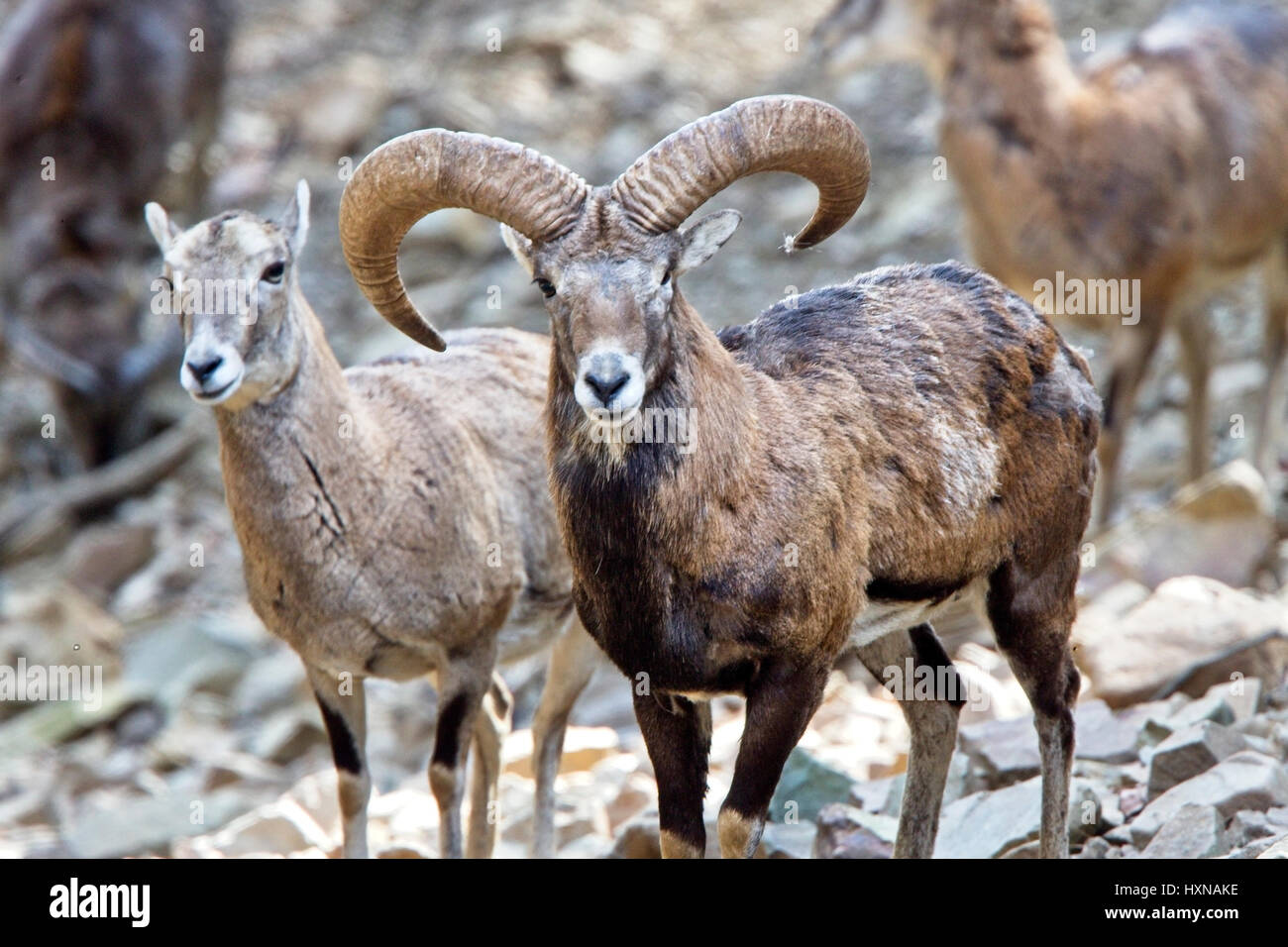 Mouflon (Ovis musimon) ram and ewes, part of the captive breeding project, Stavros, Cyprus. Stock Photo