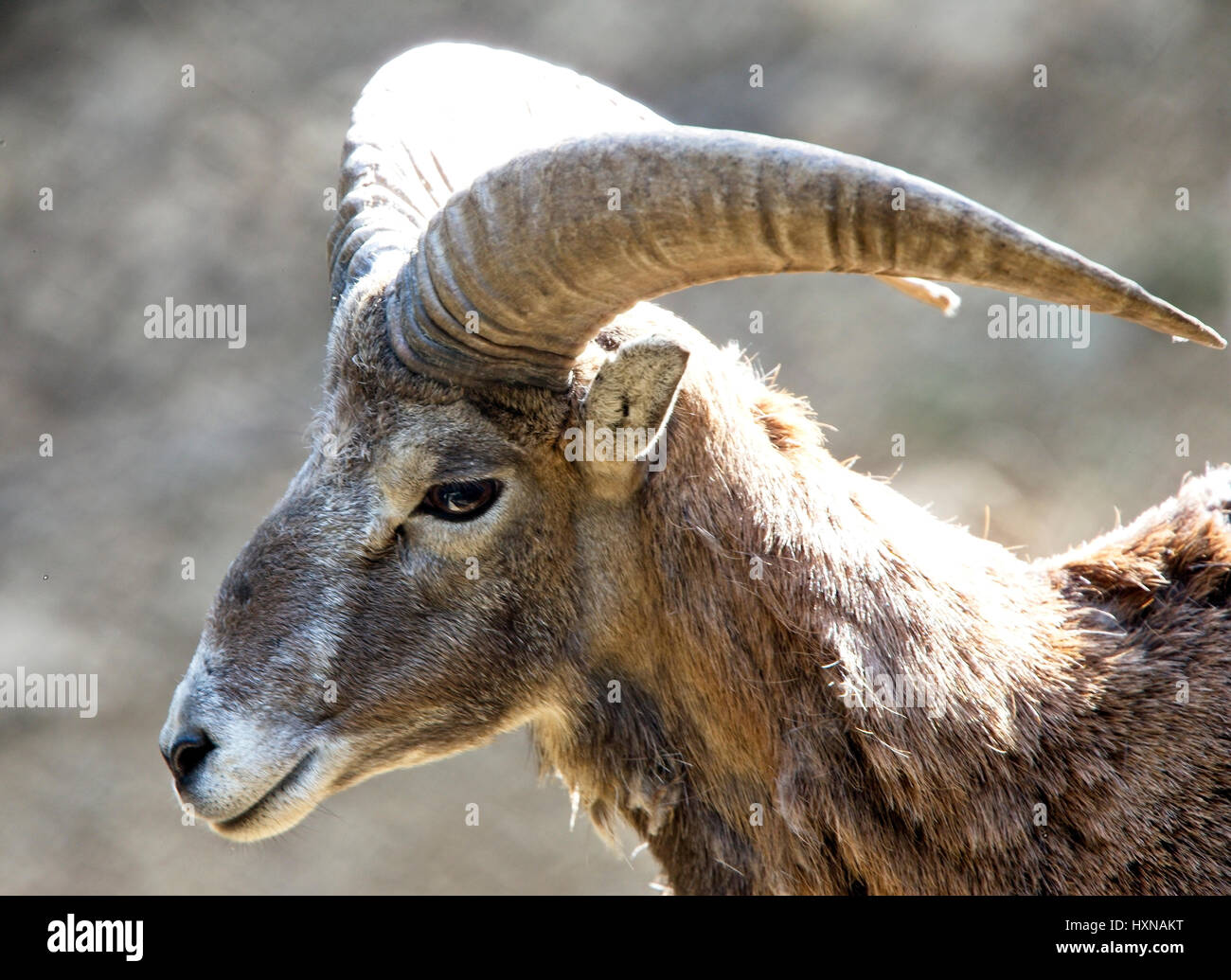 Mouflon (Ovis musimon) ram, part of the captive breeding project, Stavros, Cyprus. Stock Photo