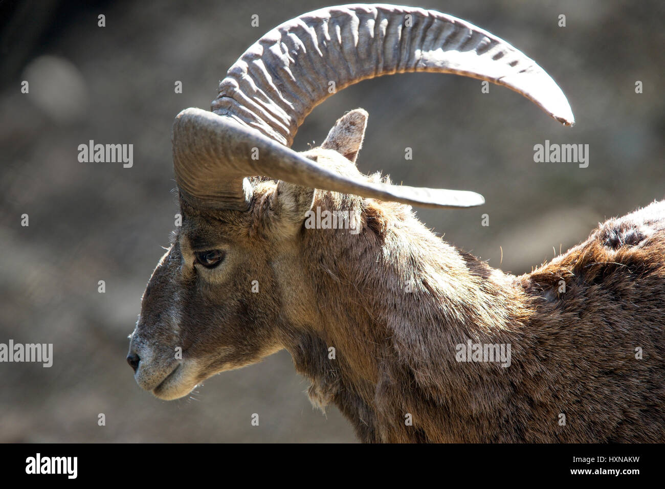 Mouflon (Ovis musimon) ram, part of the captive breeding project, Stavros, Cyprus. Stock Photo