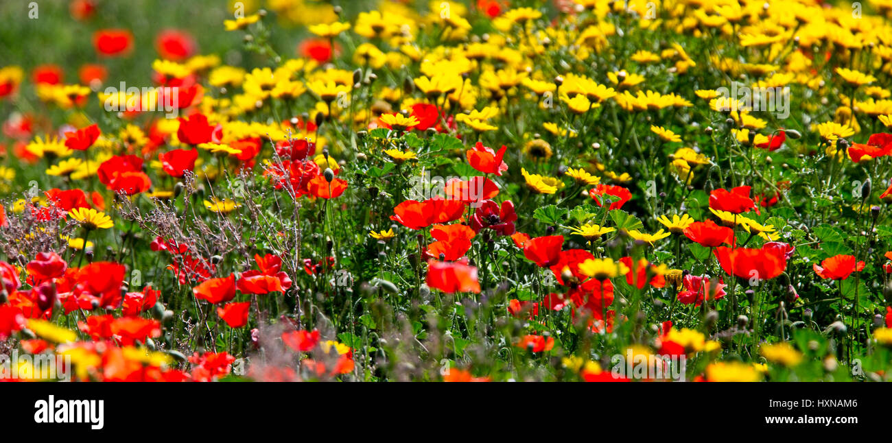 Poppy and Corn Marigold flowers, Paphos Headland, Cyprus. Stock Photo
