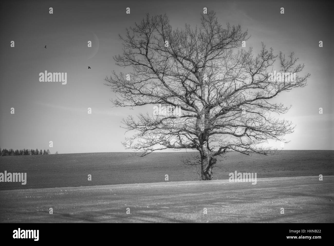 Without leaves a tree in the field stands. Crows are flying. Black and white photography. minimalism Stock Photo