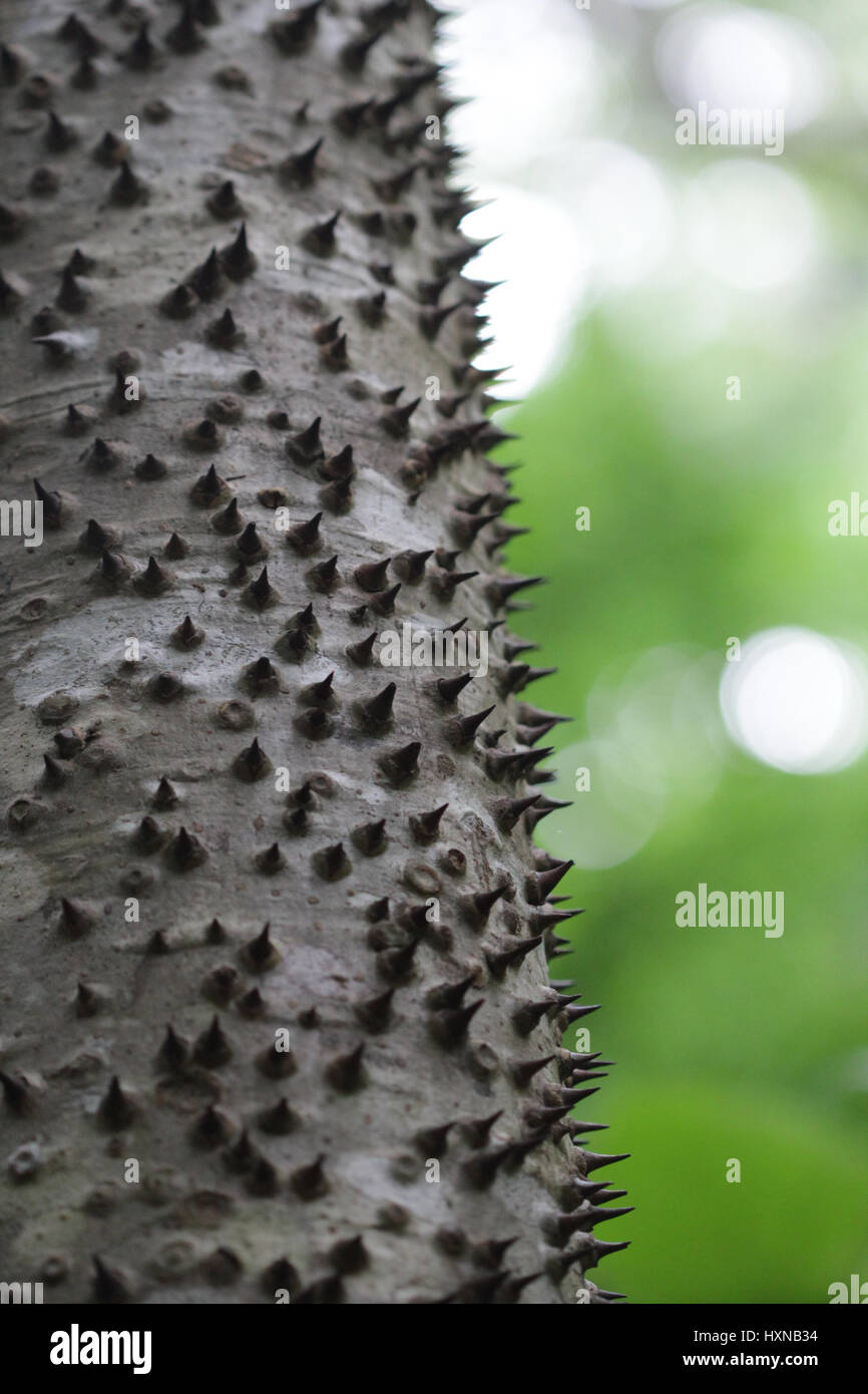 Tree with spikes in tropica forest Stock Photo Alamy