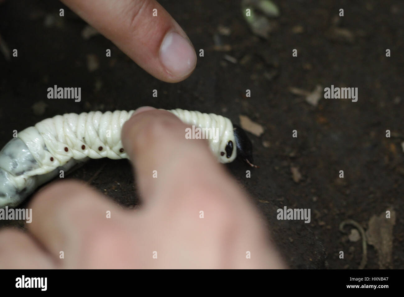 Giant grub worms Stock Photo