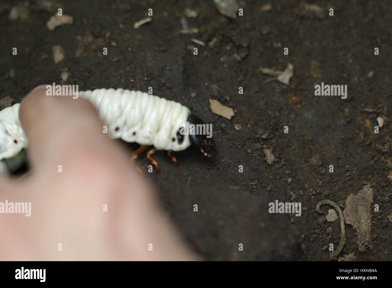 Giant grub worms Stock Photo Alamy