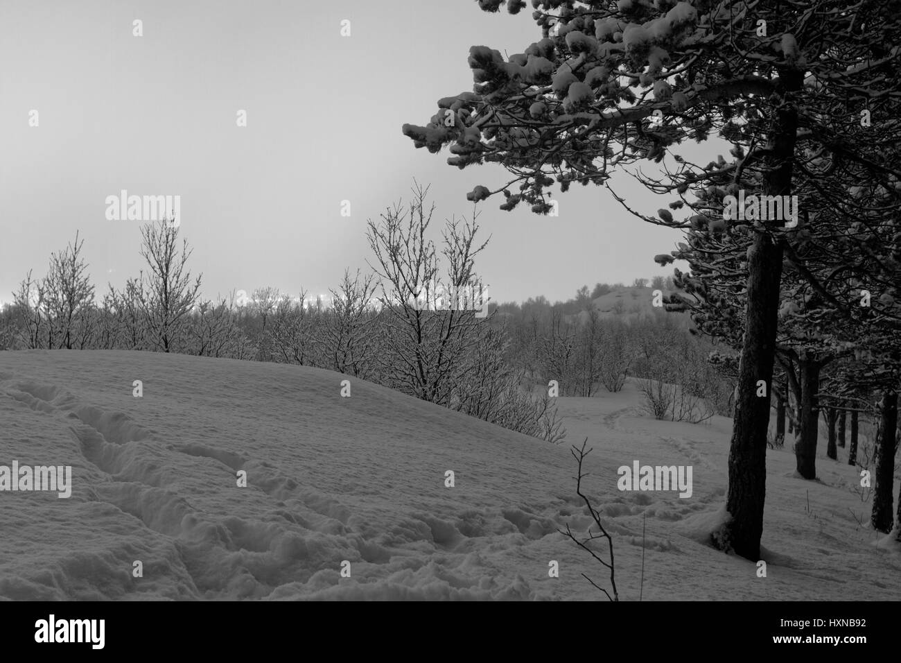 In the woods above bodø in the New Year Hour Stock Photo