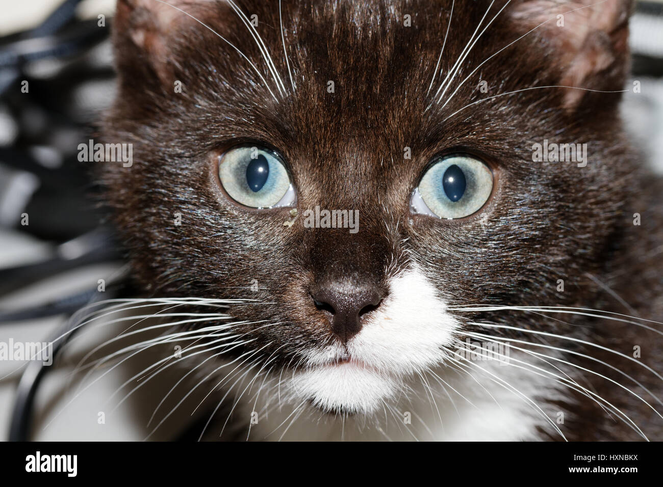 Face of a young kitten Stock Photo