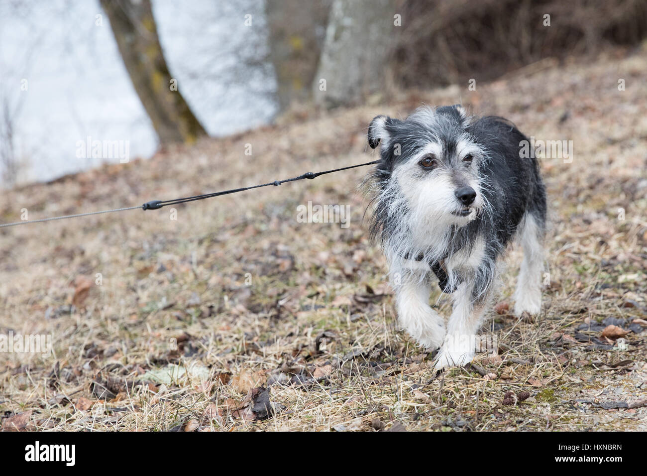 Little fluffy mutt pet dog out for walkies. Stock Photo