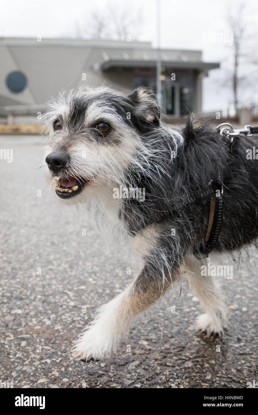 Little fluffy mutt pet dog out for walkies. Stock Photo