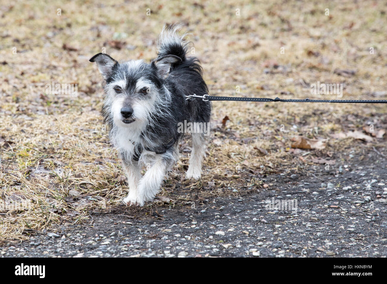 Little cute mutt hires stock photography and images Alamy