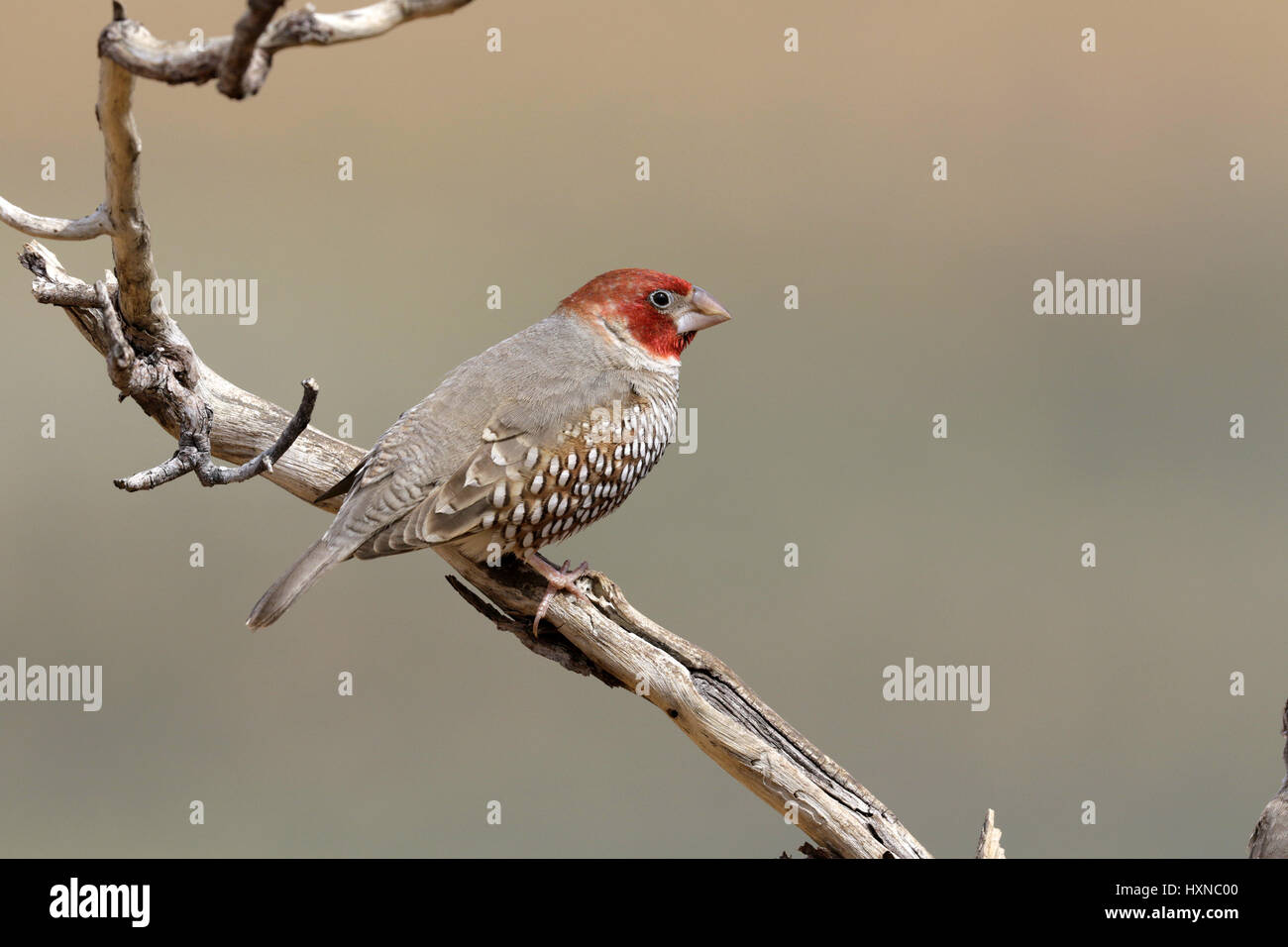 Red-headed Finch Stock Photo