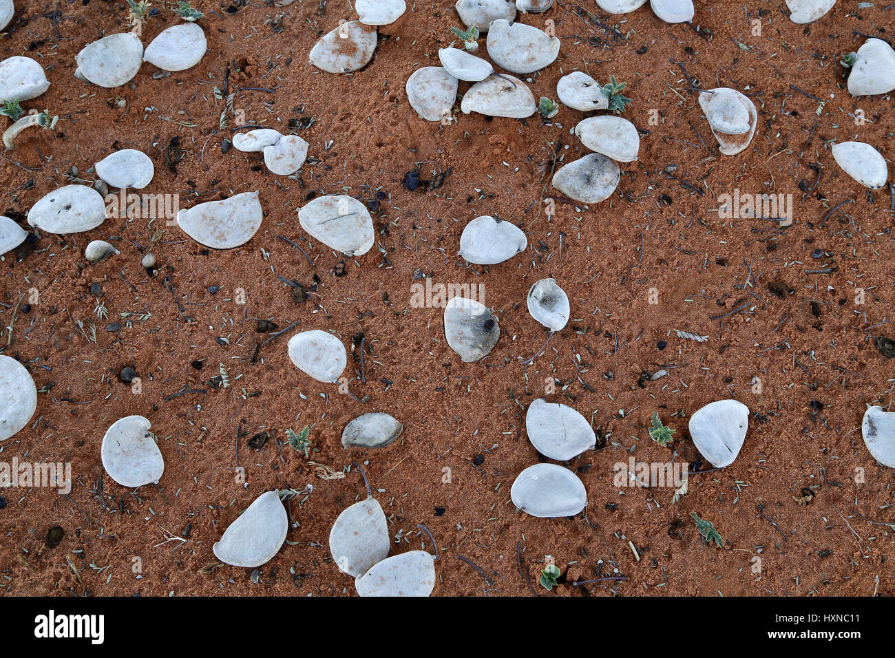 Camelthorn seed pods Stock Photo