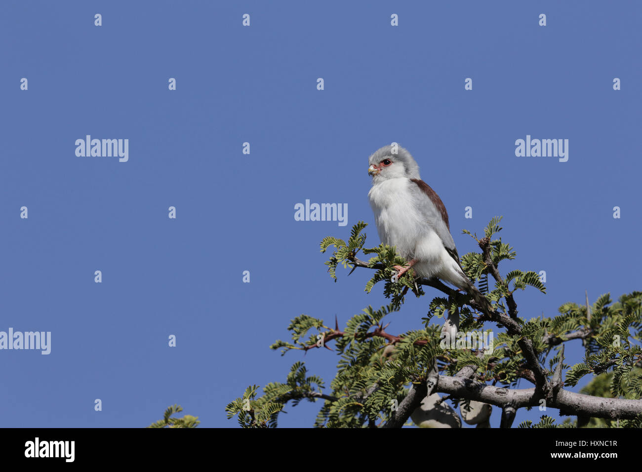 Pygmy Falcon female Stock Photo - Alamy