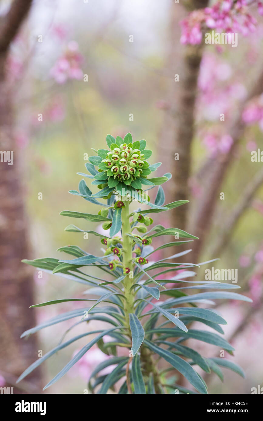 Euphorbia spurge hires stock photography and images Alamy