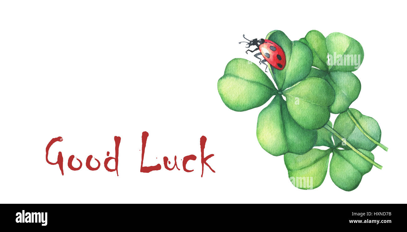 Ladybug sitting on a green four leaf clover. Good Luck. Hand drawn watercolor painting on white background. Stock Photo